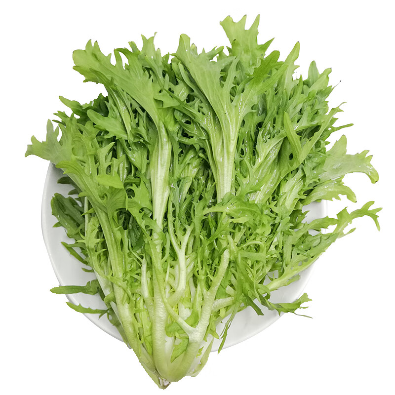 苦菊 600g  简装 新鲜蔬菜 